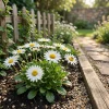 300pcs Daisy Seeds - Perennial Flower Seeds for Home Garden & Balcony, Easy Grow - Image 1
