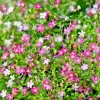 300pcs Gypsophila Elegans Baby's Breath Flower Seeds Outdoor Planting White Perennial - Image 1