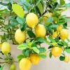 35 Lemon Tree Seeds - Fragrant Citrus Fruit for Home Garden & Patio Planting - Image 1