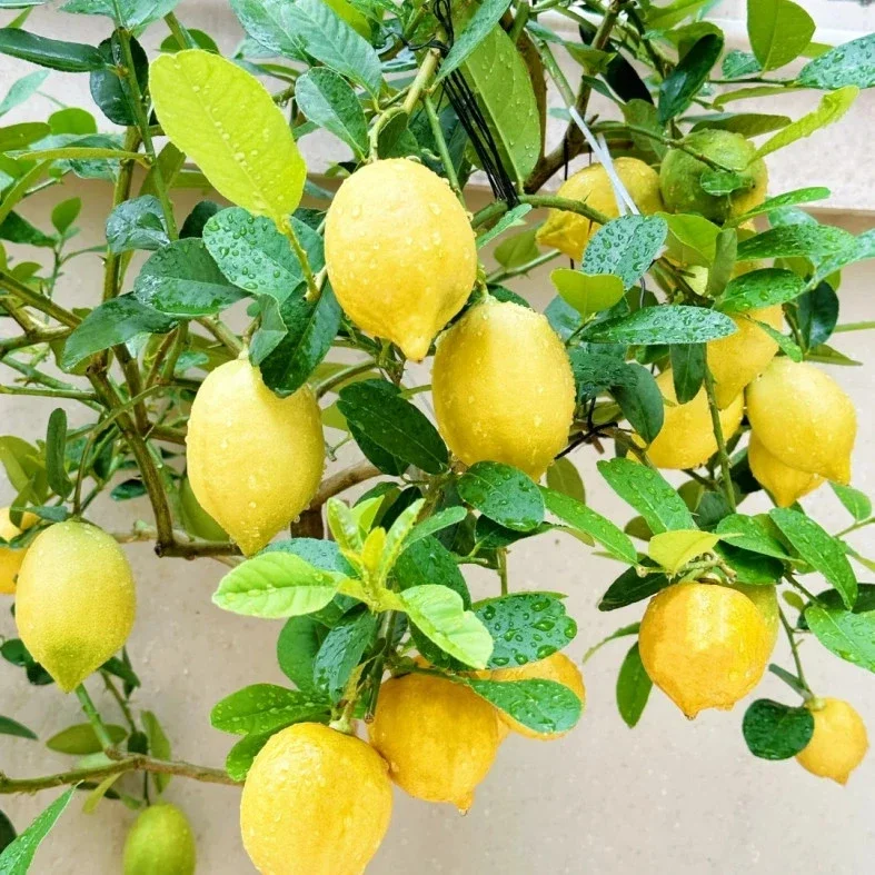 35 Lemon Tree Seeds - Fragrant Citrus Fruit for Home Garden & Patio Planting - Image 1
