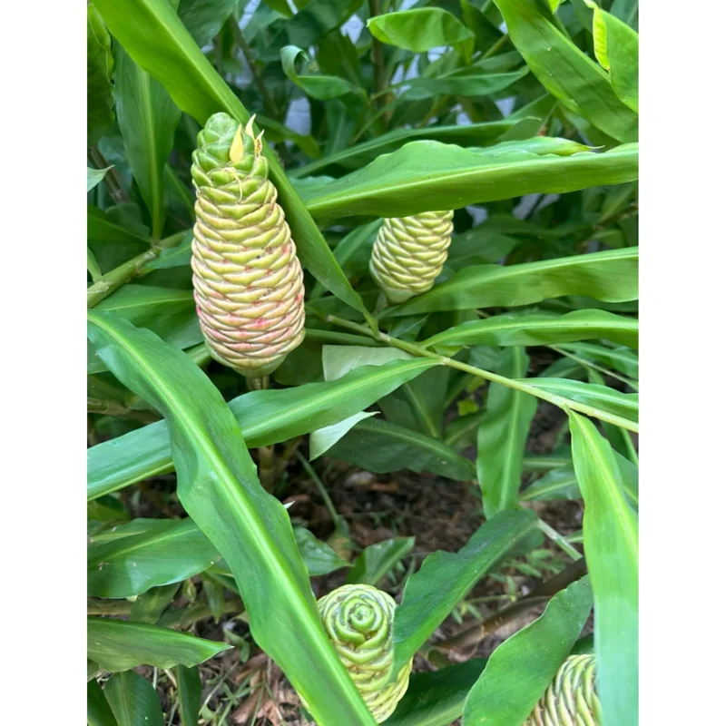 4 Awapuhi Shampoo Ginger Rhizomes - Pinecone Ginger Lily Bulbs for Indoor/Outdoor - Image 2