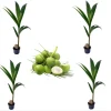 4 Dwarf Malayan Coconut Live Plants - Cold Hardy Green Coconut Tree - 6-8 inch Tall Outdoor Fruit Plant 4 Dwarf Malayan Coconut Live Plants - Cold Hardy Green Coconut Tree - 6-8 inch Tall Outdoor Fruit Plant - Image 1