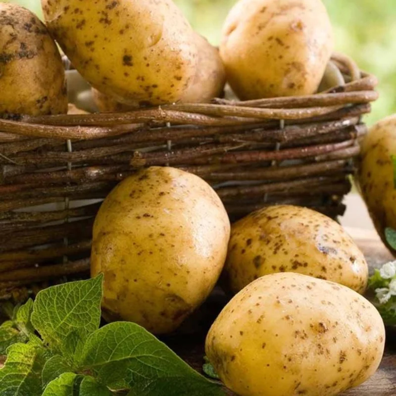 4 Fresh Baby Yellow Potato Plants - French Yellow Variety 4 Fresh Baby Yellow Potato Plants - French Yellow Variety - Image 3