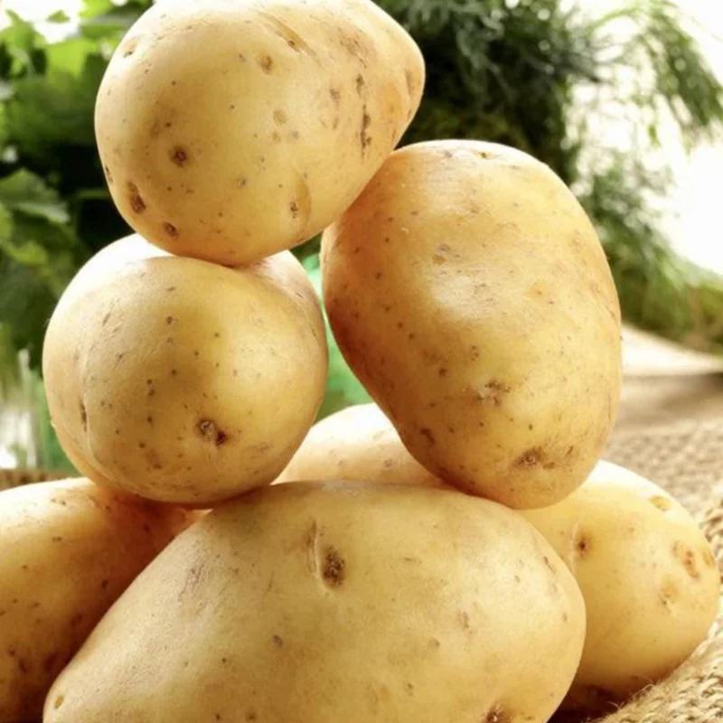 4 Fresh Baby Yellow Potato Plants - French Yellow Variety 4 Fresh Baby Yellow Potato Plants - French Yellow Variety - Image 6