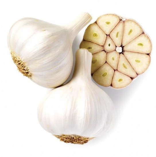 4 German Hardneck Garlic Bulbs for Planting - Heirloom White Garlic Tubers 4 German Hardneck Garlic Bulbs for Planting - Heirloom White Garlic Tubers - Image 5