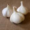 4 Hardneck White Garlic Bulbs for Planting – Gardening Tubers - Image 1