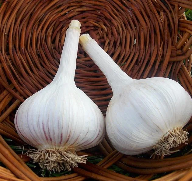 4 Hardneck White Garlic Bulbs for Planting – Gardening Tubers 4 Hardneck White Garlic Bulbs for Planting – Gardening Tubers - Image 5
