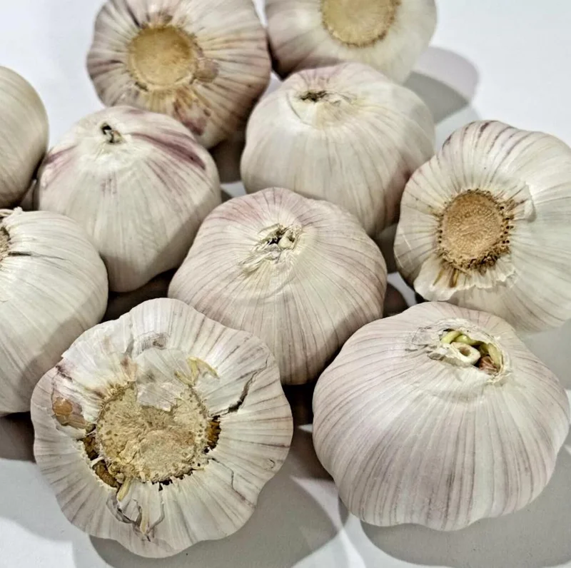 4 Hardneck White Garlic Bulbs for Planting – Gardening Tubers 4 Hardneck White Garlic Bulbs for Planting – Gardening Tubers - Image 8