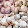 4 Mixed Hardneck Garlic Bulbs for Planting & Gardening – White Red Purple Varieties 4 Mixed Hardneck Garlic Bulbs for Planting & Gardening – White Red Purple Varieties - Image 1