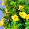 4-Pack Dwarf Yellow Allamanda Live Plants, 4-8 Inch, Bright Yellow Blooms 4-Pack Dwarf Yellow Allamanda Live Plants, 4-8 Inch, Bright Yellow Blooms - Image 1