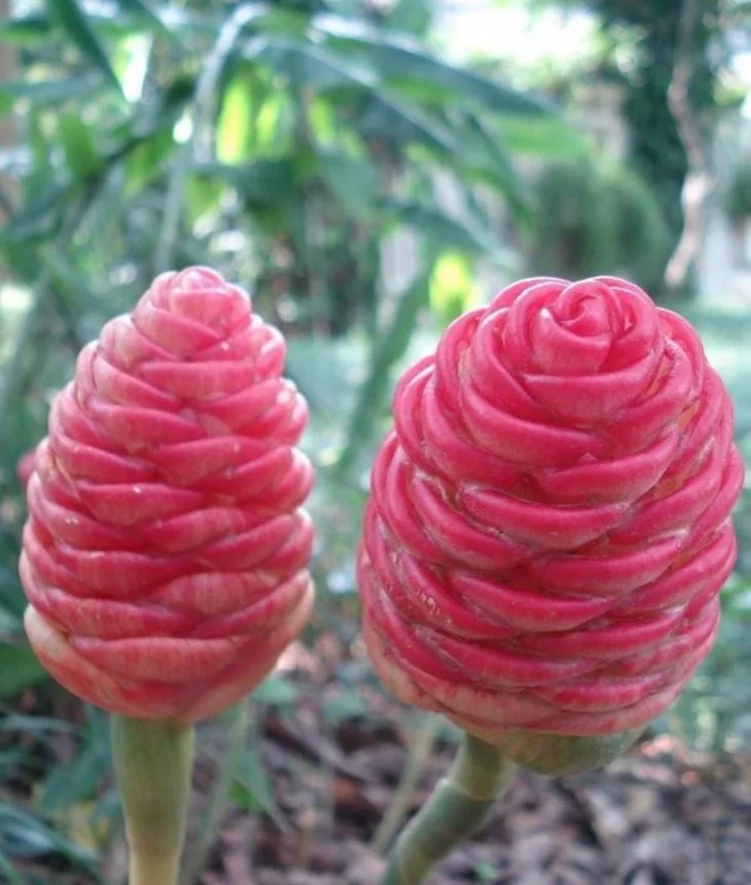 4 Pack Hawaiian Awapuhi Ginger Rhizomes - Zingiber Zerumbet Pinecone Ginger Bulbs 4 Pack Hawaiian Awapuhi Ginger Rhizomes - Zingiber Zerumbet Pinecone Ginger Bulbs - Image 4