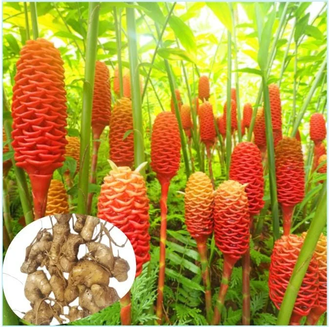 4 Pack Hawaiian Awapuhi Ginger Rhizomes - Zingiber Zerumbet Pinecone Ginger Bulbs 4 Pack Hawaiian Awapuhi Ginger Rhizomes - Zingiber Zerumbet Pinecone Ginger Bulbs - Image 1