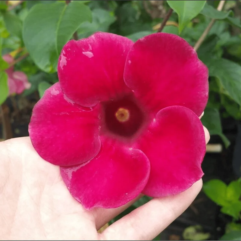 4 Pack Lil Red Allamanda Live Plants, 4-8 Inch Tall, Vibrant Red Blooms - Image 2