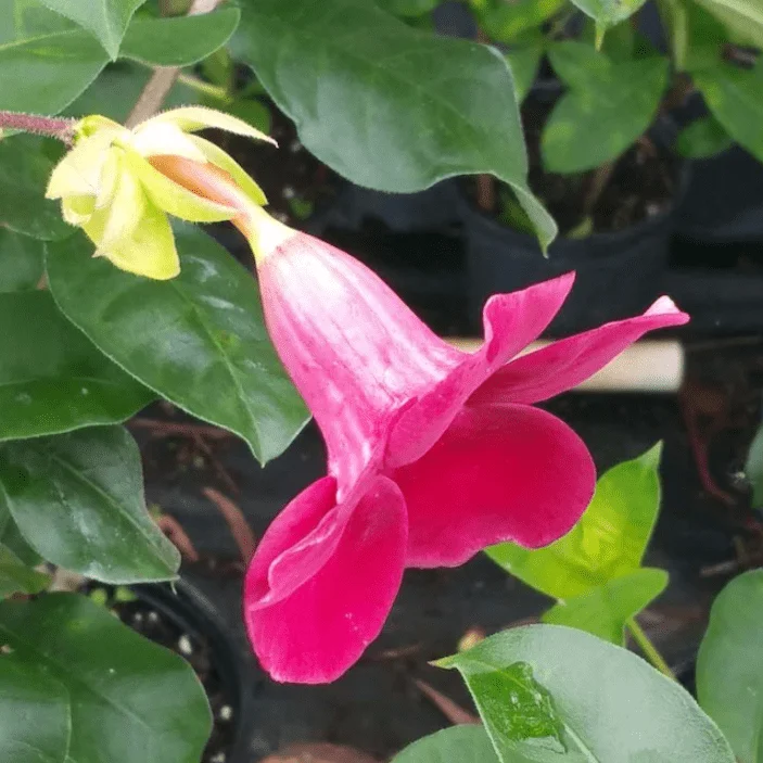 4 Pack Lil Red Allamanda Live Plants, 4-8 Inch Tall, Vibrant Red Blooms 4 Pack Lil Red Allamanda Live Plants, 4-8 Inch Tall, Vibrant Red Blooms - Image 4