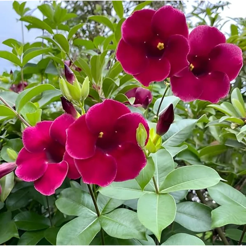 4 Pack Lil Red Allamanda Live Plants, 4-8 Inch Tall, Vibrant Red Blooms - Image 1