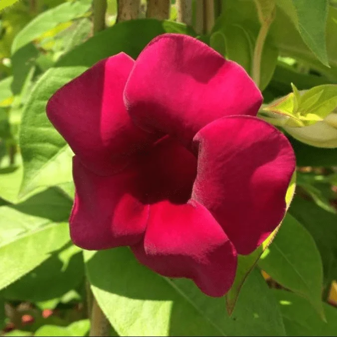 4 Pack Lil Red Allamanda Live Plants, 4-8 Inch Tall, Vibrant Red Blooms 4 Pack Lil Red Allamanda Live Plants, 4-8 Inch Tall, Vibrant Red Blooms - Image 5
