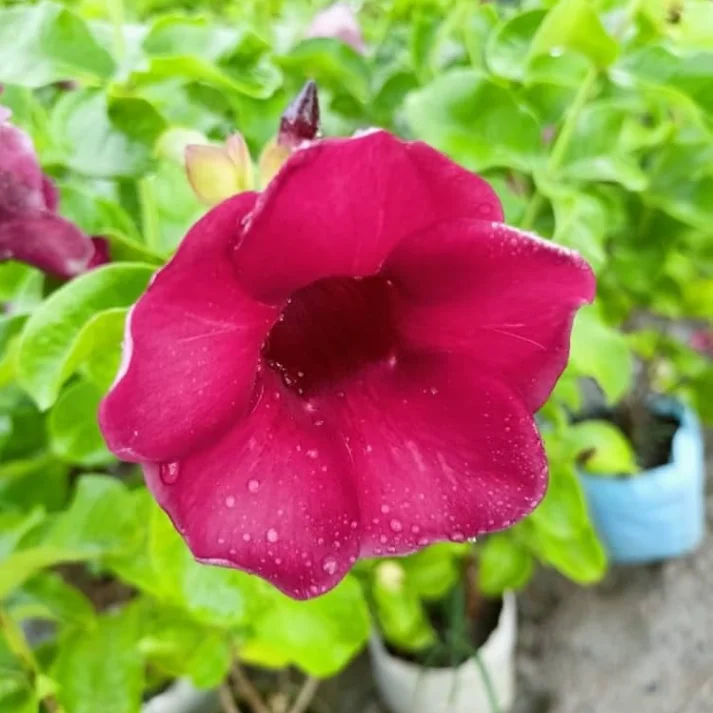 4 Pack Lil Red Allamanda Live Plants, 4-8 Inch Tall, Vibrant Red Blooms 4 Pack Lil Red Allamanda Live Plants, 4-8 Inch Tall, Vibrant Red Blooms - Image 6