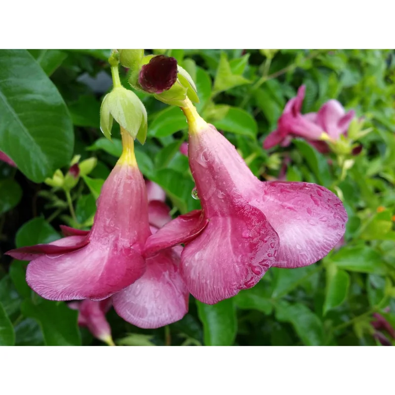 4 Pack Lil Red Allamanda Live Plants, 4-8 Inch Tall, Vibrant Red Blooms 4 Pack Lil Red Allamanda Live Plants, 4-8 Inch Tall, Vibrant Red Blooms - Image 7