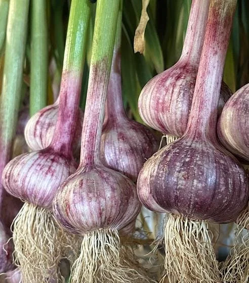 4 Peruvian Purple Stripe Garlic Bulbs - Hardneck for Planting & Gardening 4 Peruvian Purple Stripe Garlic Bulbs - Hardneck for Planting & Gardening - Image 2