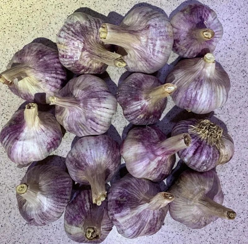 4 Peruvian Purple Stripe Garlic Bulbs - Hardneck for Planting & Gardening 4 Peruvian Purple Stripe Garlic Bulbs - Hardneck for Planting & Gardening - Image 3