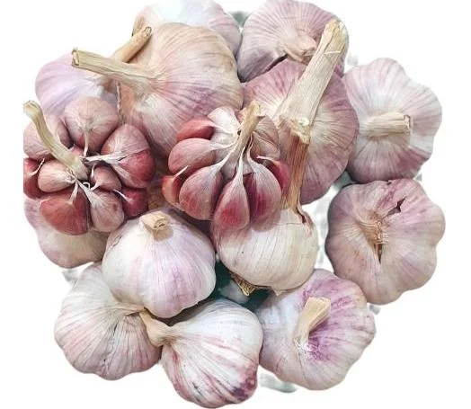 4 Peruvian Purple Stripe Garlic Bulbs - Hardneck for Planting & Gardening 4 Peruvian Purple Stripe Garlic Bulbs - Hardneck for Planting & Gardening - Image 4