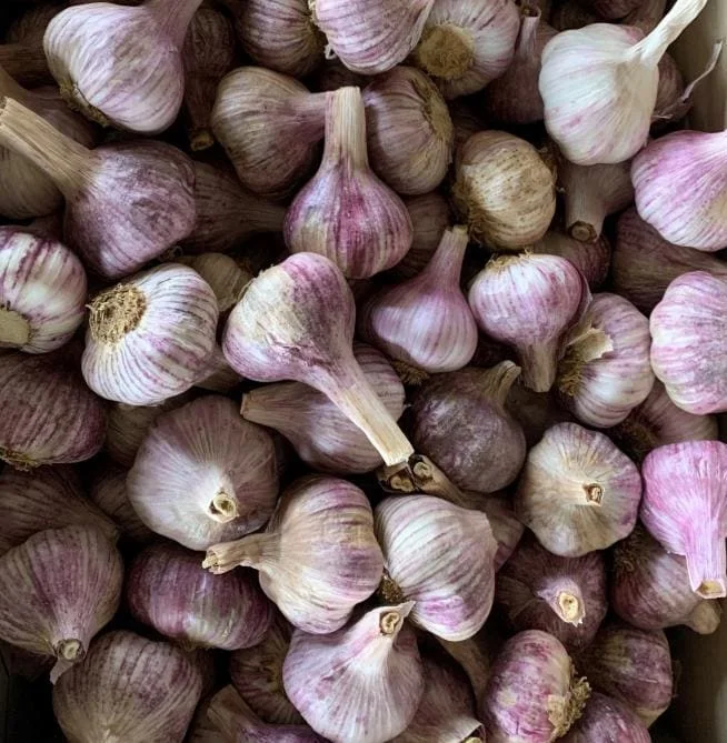 4 Peruvian Purple Stripe Garlic Bulbs - Hardneck for Planting & Gardening 4 Peruvian Purple Stripe Garlic Bulbs - Hardneck for Planting & Gardening - Image 5