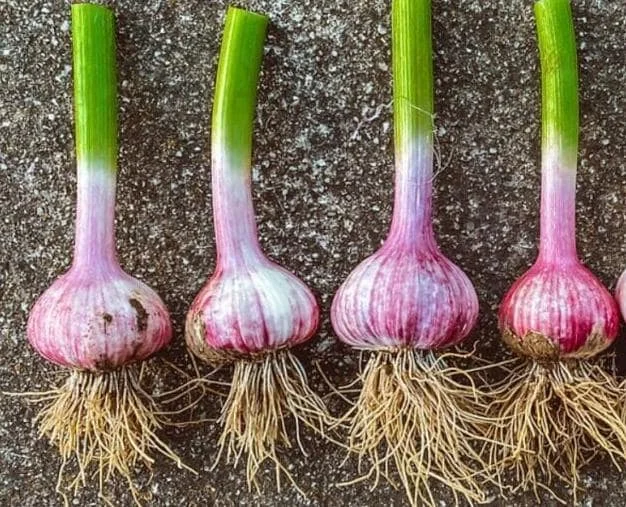 4 Peruvian Purple Stripe Garlic Bulbs - Hardneck for Planting & Gardening 4 Peruvian Purple Stripe Garlic Bulbs - Hardneck for Planting & Gardening - Image 6