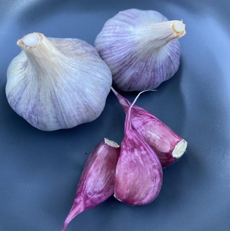 4 Peruvian Purple Stripe Garlic Bulbs - Hardneck for Planting & Gardening 4 Peruvian Purple Stripe Garlic Bulbs - Hardneck for Planting & Gardening - Image 7