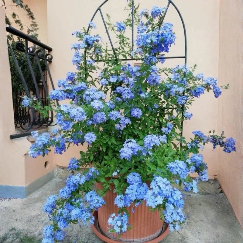4 Plumbago auriculata Live Plants, 4-6 Inches Tall, Blue Flowering Shrub, Outdoor - Image 2