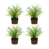 4 Plumbago auriculata Live Plants, 4-6 Inches Tall, Blue Flowering Shrub, Outdoor - Image 1