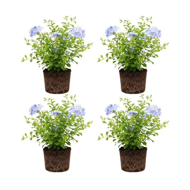 4 Plumbago auriculata Live Plants, 4-6 Inches Tall, Blue Flowering Shrub, Outdoor - Image 1