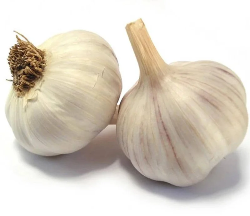 4 Polish Hardneck Garlic Bulbs for Planting - White Garlic Tubers 4 Polish Hardneck Garlic Bulbs for Planting - White Garlic Tubers - Image 4