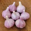 4 Purple Stripe Italian Garlic Bulbs for Planting - Hardneck Tubers 4 Purple Stripe Italian Garlic Bulbs for Planting - Hardneck Tubers - Image 1
