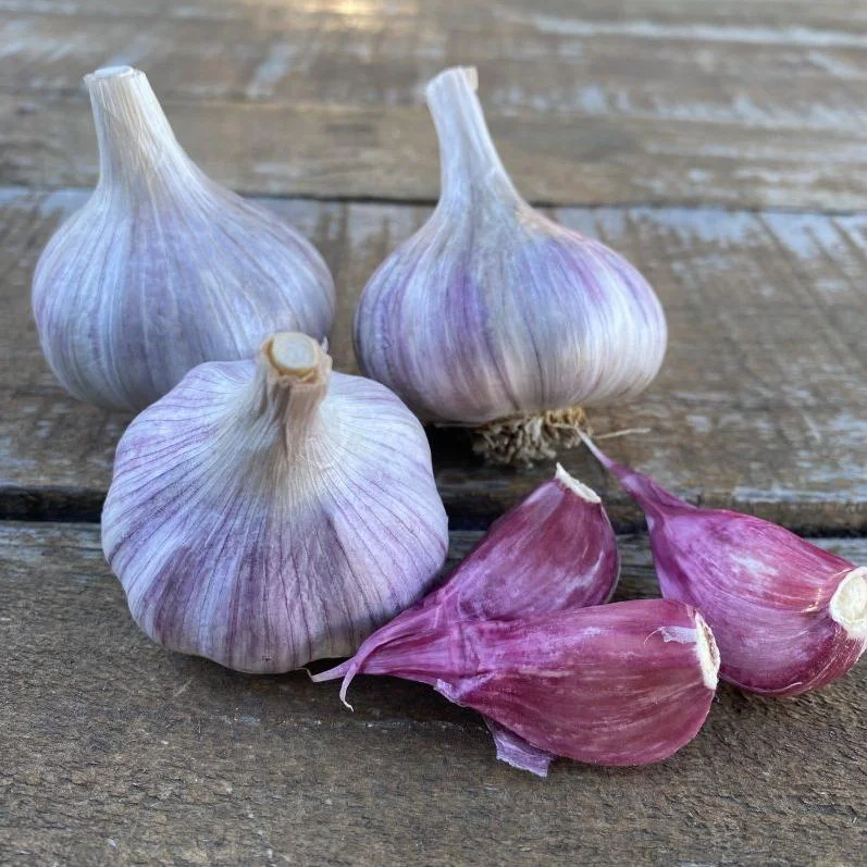4 Purple Stripe Italian Garlic Bulbs for Planting - Hardneck Tubers 4 Purple Stripe Italian Garlic Bulbs for Planting - Hardneck Tubers - Image 2