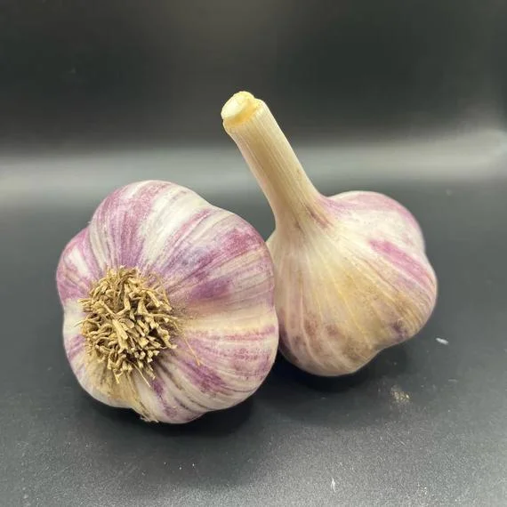4 Purple Stripe Italian Garlic Bulbs for Planting - Hardneck Tubers 4 Purple Stripe Italian Garlic Bulbs for Planting - Hardneck Tubers - Image 3