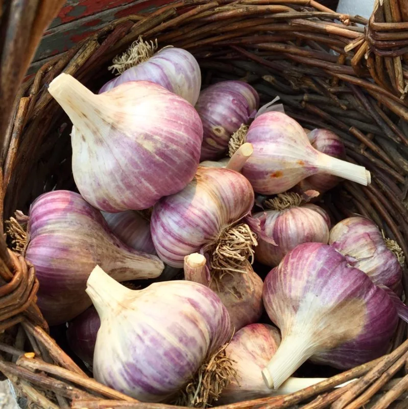 4 Purple Stripe Italian Garlic Bulbs for Planting - Hardneck Tubers 4 Purple Stripe Italian Garlic Bulbs for Planting - Hardneck Tubers - Image 6