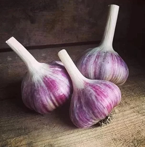 4 Red Russian Hardneck Garlic Bulbs for Planting & Gardening 4 Red Russian Hardneck Garlic Bulbs for Planting & Gardening - Image 2