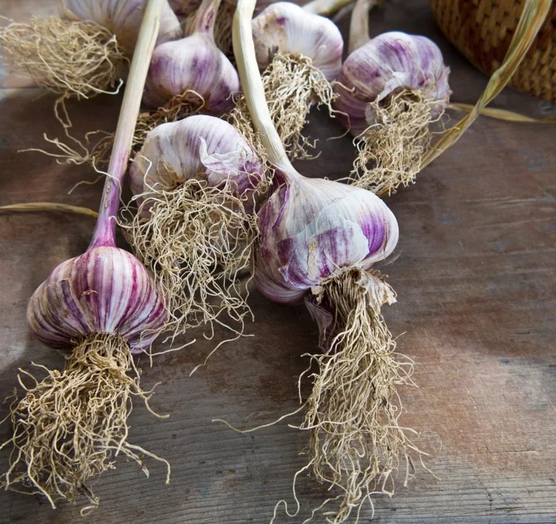 4 Red Russian Hardneck Garlic Bulbs for Planting & Gardening 4 Red Russian Hardneck Garlic Bulbs for Planting & Gardening - Image 4