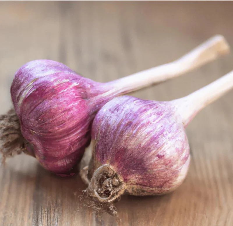 4 Red Russian Hardneck Garlic Bulbs for Planting & Gardening 4 Red Russian Hardneck Garlic Bulbs for Planting & Gardening - Image 6