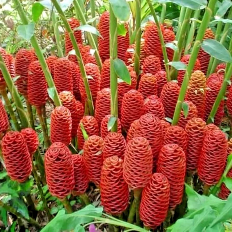 4 Shampoo Ginger Rhizomes - Zingiber Zerumbet Tropical Plant - Pine Cone Ginger 4 Shampoo Ginger Rhizomes - Zingiber Zerumbet Tropical Plant - Pine Cone Ginger - Image 2