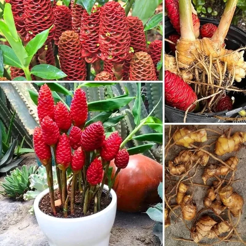 4 Shampoo Ginger Rhizomes - Zingiber Zerumbet Tropical Plant - Pine Cone Ginger 4 Shampoo Ginger Rhizomes - Zingiber Zerumbet Tropical Plant - Pine Cone Ginger - Image 3