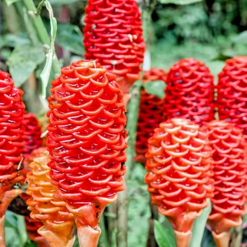 4 Shampoo Ginger Rhizomes - Zingiber Zerumbet Tropical Plant - Pine Cone Ginger 4 Shampoo Ginger Rhizomes - Zingiber Zerumbet Tropical Plant - Pine Cone Ginger - Image 1