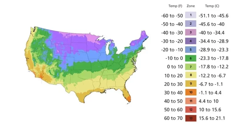 4 Shampoo Ginger Rhizomes - Zingiber Zerumbet Tropical Plant - Pine Cone Ginger 4 Shampoo Ginger Rhizomes - Zingiber Zerumbet Tropical Plant - Pine Cone Ginger - Image 7