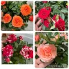 4 Small Mini Rose Bush Live Plants - Mixed Color Starter Roses 3-7 Inch Tall 4 Small Mini Rose Bush Live Plants - Mixed Color Starter Roses 3-7 Inch Tall - Image 1