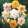 40 Double Daffodil Mix Bulbs Perennial Flowers for Planting USDA 3-9 40 Double Daffodil Mix Bulbs Perennial Flowers for Planting USDA 3-9 - Image 1
