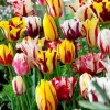40 Rembrandt Tulip Mix Bulbs – Perennial Flower Bulbs for Garden Planting 40 Rembrandt Tulip Mix Bulbs – Perennial Flower Bulbs for Garden Planting - Image 1