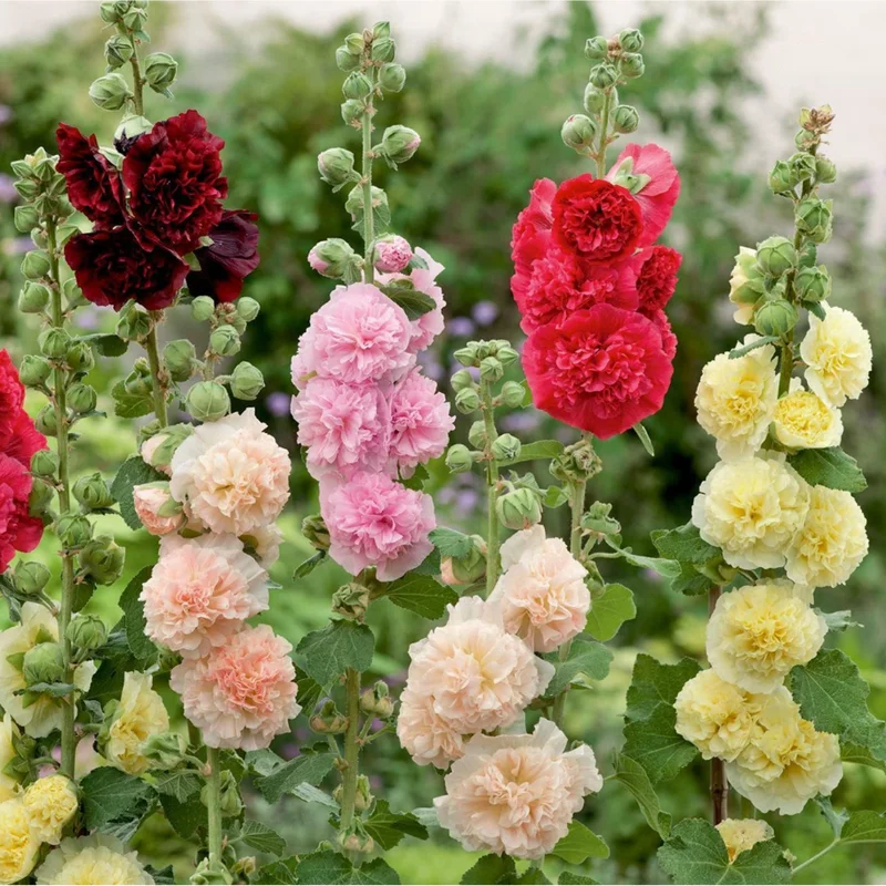 400 Mix Double Hollyhock Flower Seeds for Planting - Alcea Rosea - Image 2