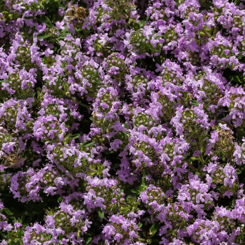 4000 Creeping Thyme Seeds - Groundcover Plant Seeds 4000 Creeping Thyme Seeds - Groundcover Plant Seeds - Image 2
