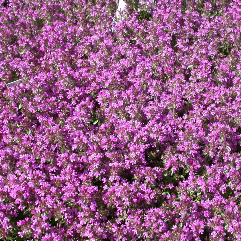 4000 Creeping Thyme Seeds - Groundcover Plant Seeds 4000 Creeping Thyme Seeds - Groundcover Plant Seeds - Image 3