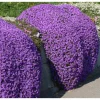 4000 Creeping Thyme Seeds - Groundcover Plant Seeds 4000 Creeping Thyme Seeds - Groundcover Plant Seeds - Image 1